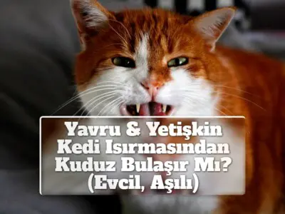 Yavru & Yetişkin Kedi Isırmasından Kuduz Bulaşır Mı? (Evcil, Aşılı)