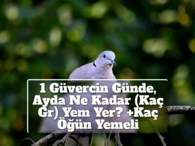 1 Güvercin Günde, Ayda Ne Kadar (Kaç Gr) Yem Yer? +Kaç Öğün Yemeli