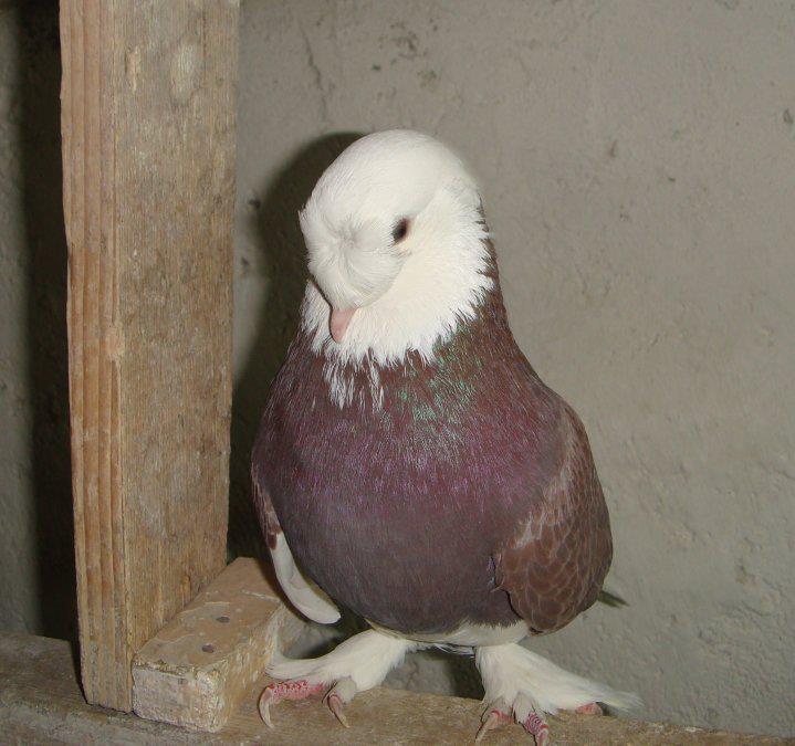 Ala Güvercin Nedir? Özellikleri, Türleri, Çeşitleri +Fotoğrafları