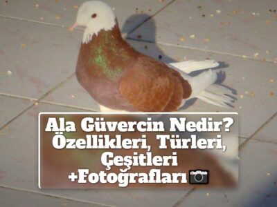 Ala Güvercin Nedir? Özellikleri, Türleri, Çeşitleri +Fotoğrafları