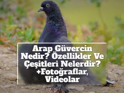 Arap Güvercin Nedir? Özellikler Ve Çeşitleri Nelerdir? +Fotoğraflar, Videolar