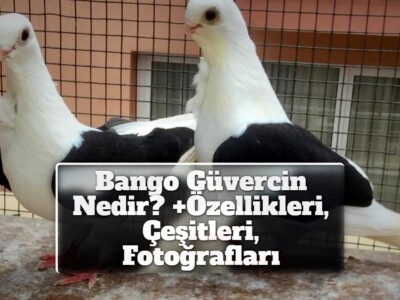 Bango Güvercin Nedir? +Özellikleri, Çeşitleri, Fotoğrafları