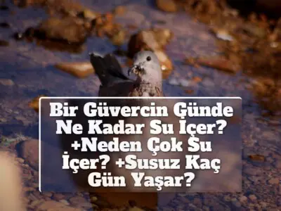 Bir Güvercin Günde Ne Kadar Su İçer? +Neden Çok Su İçer? +Susuz Kaç Gün Yaşar?