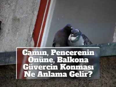 Camın, Pencerenin Önüne, Balkona Güvercin Konması Ne Anlama Gelir?