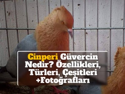 Cinperi Güvercin Nedir? Özellikleri, Türleri, Çeşitleri +Fotoğrafları