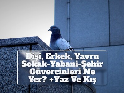 Dişi, Erkek, Yavru Sokak-Yabani-Şehir Güvercinleri Ne Yer? +Yaz Ve Kış