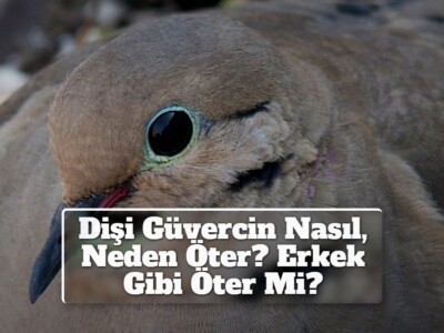 Dişi Güvercin Nasıl, Neden Öter? Erkek Gibi Öter Mi?