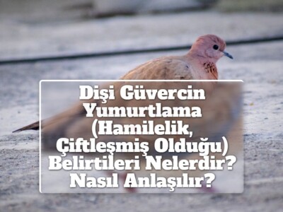 Dişi Güvercin Yumurtlama (Hamilelik, Çiftleşmiş Olduğu) Belirtileri Nelerdir? Nasıl Anlaşılır?