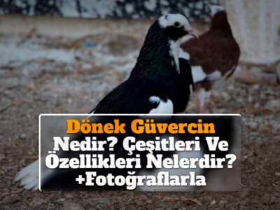 Dönek Güvercin Nedir? Çeşitleri Ve Özellikleri Nelerdir? +Fotoğraflarla