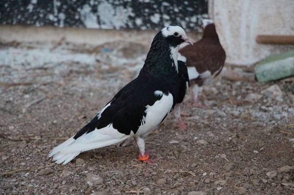 Dönek Güvercin Nedir? Çeşitleri Ve Özellikleri Nelerdir? +Fotoğraflarla