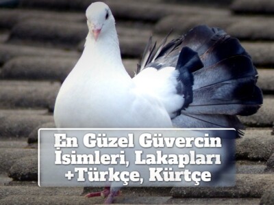 En Güzel Güvercin İsimleri, Lakapları +Türkçe, Kürtçe