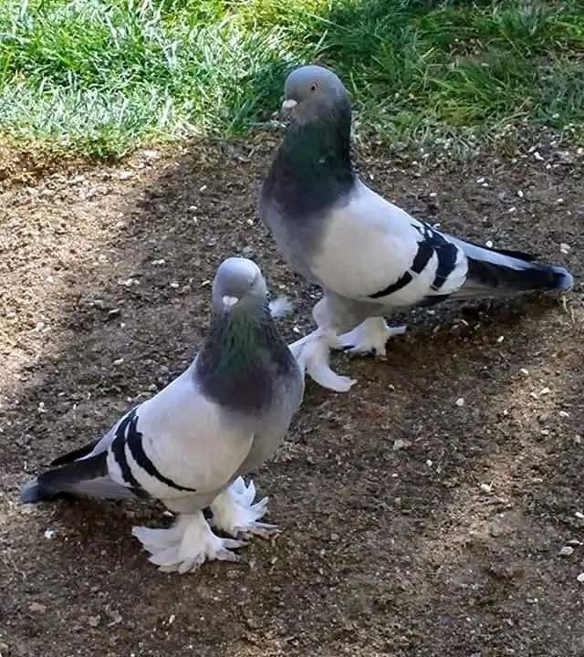 En İyi Taklacı Güvercini Ve En İyiler Listesi +Fotoğraflar, Videolar