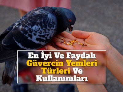 En İyi Ve Faydalı Güvercin Yemleri Türleri Ve Kullanımları