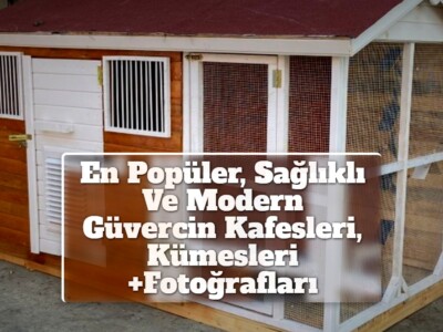 En Popüler, Sağlıklı Ve Modern Güvercin Kafesleri, Kümesleri +Fotoğrafları