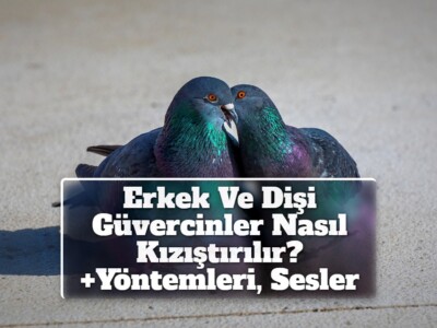 Erkek Ve Dişi Güvercinler Nasıl Kızıştırılır? +Yöntemleri, Sesler