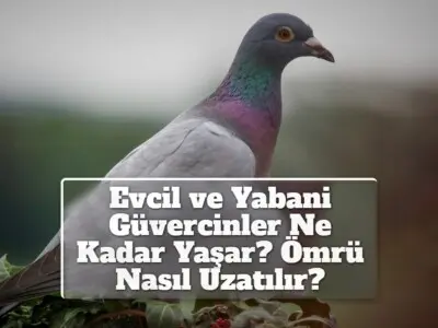 Evcil ve Yabani Güvercinler Ne Kadar Yaşar? Ömrü Nasıl Uzatılır?