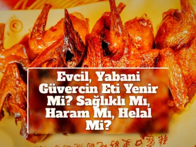 Evcil, Yabani Güvercin Eti Yenir Mi? Sağlıklı Mı, Haram Mı, Helal Mi?