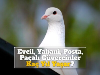 Evcil, Yabani, Posta, Paçalı Güvercinler Kaç Yıl Yaşar?