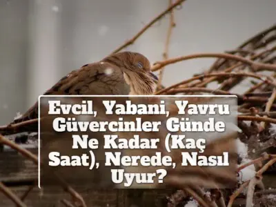 Evcil, Yabani, Yavru Güvercinler Günde Ne Kadar (Kaç Saat), Nerede, Nasıl Uyur?