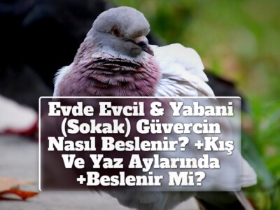 Evde Evcil & Yabani (Sokak) Güvercin Nasıl Beslenir? +Kış Ve Yaz Aylarında +Beslenir Mi?