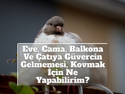 Eve, Cama, Balkona Ve Çatıya Güvercin Gelmemesi, Kovmak İçin Ne Yapabilirim?