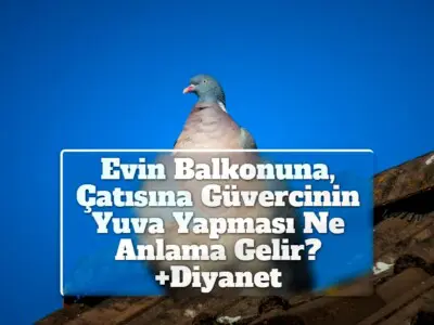 Evin Balkonuna, Çatısına Güvercinin Yuva Yapması Ne Anlama Gelir? +Diyanet