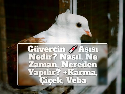 Güvercin Aşısı Nedir? Nasıl, Ne Zaman, Nereden Yapılır? +Karma, Çiçek, Veba