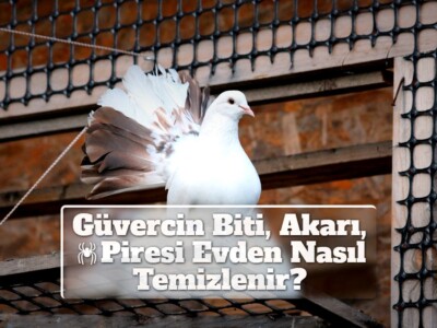 Güvercin Biti, Akarı, Piresi Evden Nasıl Temizlenir?