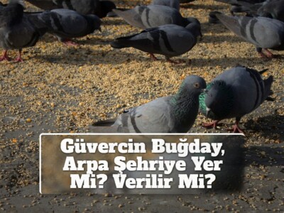 Güvercin Buğday, Arpa Şehriye Yer Mi? Verilir Mi?