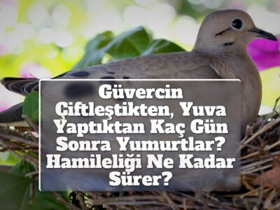 Güvercin Çiftleştikten, Yuva Yaptıktan Kaç Gün Sonra Yumurtlar? Hamileliği Ne Kadar Sürer?