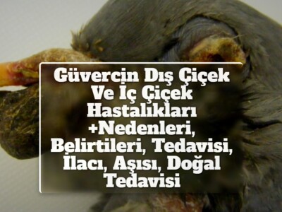 Güvercin Dış Çiçek (Pox) Ve İç Çiçek (Pamukçuk) Hastalıkları +Nedenleri, Belirtileri, Tedavisi, İlacı, Aşısı, Doğal Tedavisi