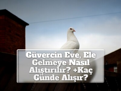 Güvercin Eve, Ele Gelmeye Nasıl Alıştırılır? +Kaç Günde Alışır?