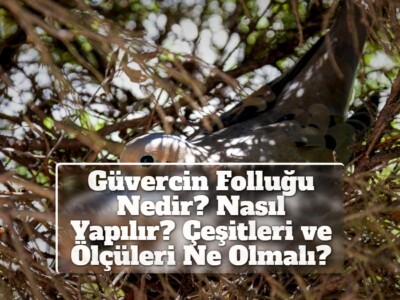 Güvercin Folluğu Nedir? Nasıl Yapılır? Çeşitleri ve Ölçüleri Ne Olmalı?