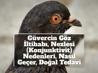 Güvercin Göz İltihabı, Nezlesi (Konjunktivit) Nedenleri, Nasıl Geçer, Doğal Tedavi