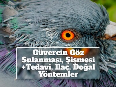 Güvercin Göz Sulanması, Şişmesi +Tedavi, İlaç, Doğal Yöntemler