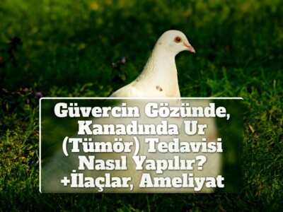 Güvercin Gözünde, Kanadında Ur (Tümör) Tedavisi Nasıl Yapılır? +İlaçlar, Ameliyat