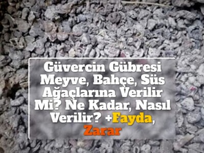 Güvercin Gübresi Meyve, Bahçe, Süs Ağaçlarına Verilir Mi? Ne Kadar, Nasıl Verilir? +Fayda, Zarar