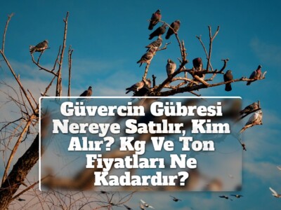 Güvercin Gübresi Nereye Satılır, Kim Alır? Kg Ve Ton Fiyatları Ne Kadardır?