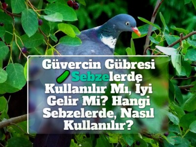 Güvercin Gübresi Sebzelerde Kullanılır Mı, İyi Gelir Mi? Hangi Sebzelerde, Nasıl Kullanılır?