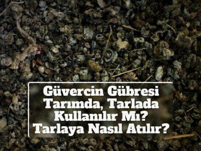 Güvercin Gübresi Tarımda, Tarlada Kullanılır Mı? Tarlaya Nasıl Atılır?