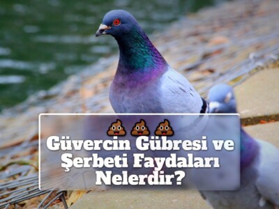 Güvercin Gübresi ve Şerbeti Faydaları Nelerdir?