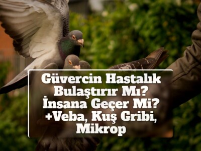 Güvercin Hastalık Bulaştırır Mı? İnsana Geçer Mi? +Veba, Kuş Gribi, Mikrop