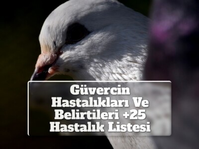 Güvercin Hastalıkları Ve Belirtileri +25 Hastalık Listesi