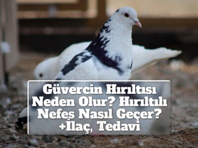 Güvercin Hırıltısı Neden Olur? Hırıltılı Nefes Nasıl Geçer? +İlaç, Tedavi