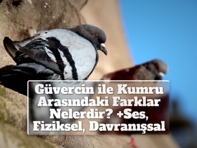 Güvercin ile Kumru Arasındaki Farklar Nelerdir? +Ses, Fiziksel, Davranışsal