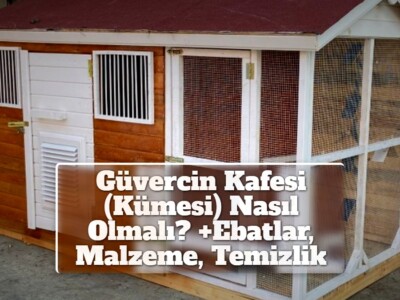 Güvercin Kafesi (Kümesi) Nasıl Olmalı? +Ebatlar, Malzeme, Temizlik