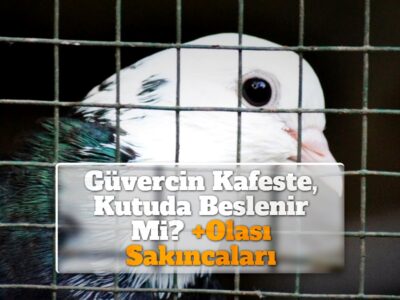 Güvercin Kafeste, Kutuda Beslenir Mi? +Olası Sakıncaları