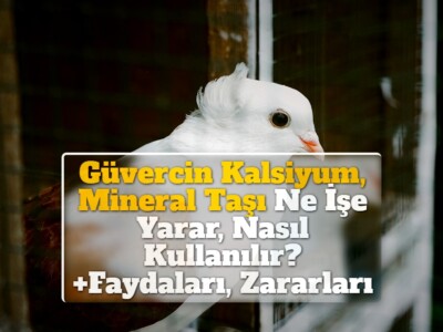 Güvercin Kalsiyum, Mineral Taşı Ne İşe Yarar, Nasıl Kullanılır? +Faydaları, Zararları