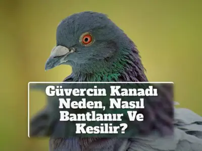 Güvercin Kanadı Neden, Nasıl Bantlanır Ve Kesilir?