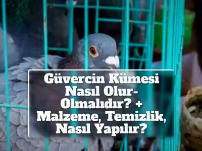 Güvercin Kümesi Nasıl Olur-Olmalıdır? + Malzeme, Temizlik, Nasıl Yapılır?